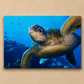 Canvas print of a turtle swimming underwater with a blue background
