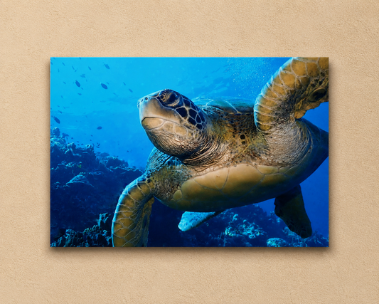 Canvas print of a turtle swimming underwater with a blue background