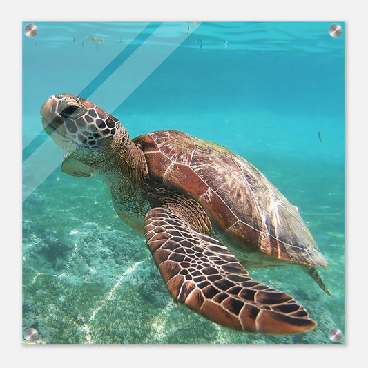 Swimming Sea Turtle Acrylic Wall Print by Sea Turtle
