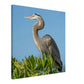 Gray Heron Canvas Wall Print Caribbean Rays