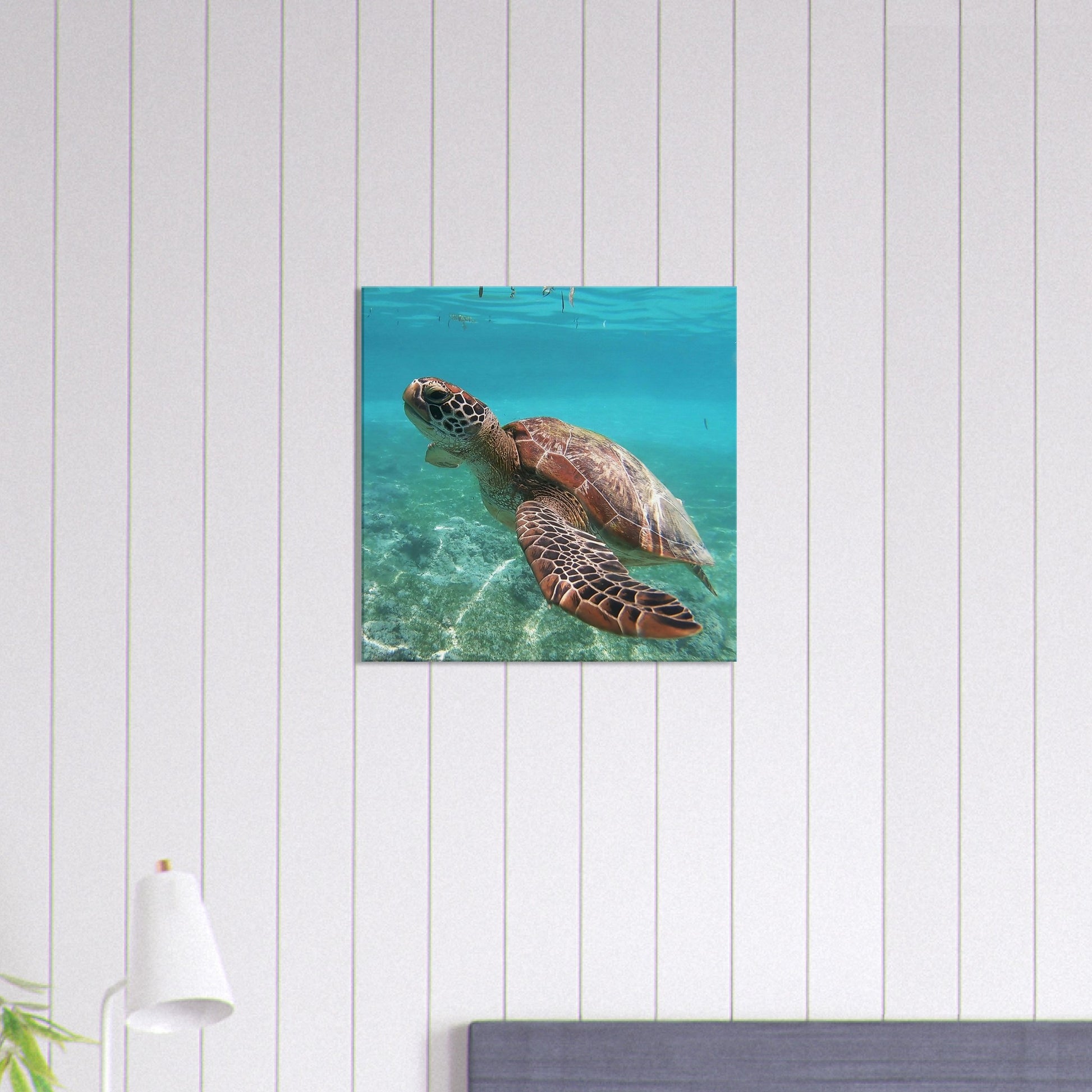 Swimming Brown Sea Turtle Canvas Wall Print on Caribbean Rays