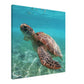 Swimming Brown Sea Turtle Canvas Wall Print Caribbean Rays