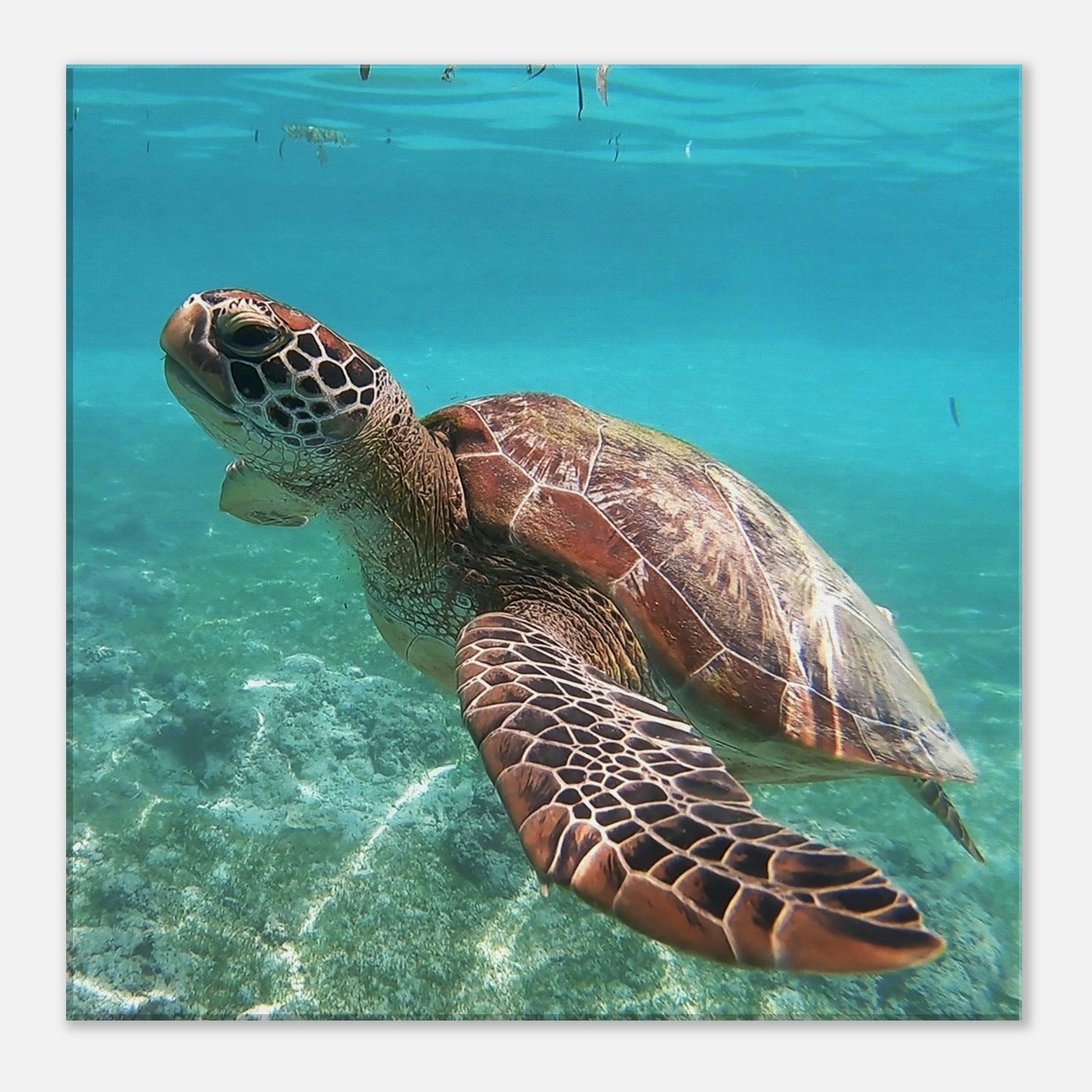 Swimming Brown Sea Turtle Canvas Wall Print at Caribbean Rays