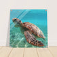 Swimming Sea Turtle Acrylic Wall Print - Sea Turtle