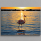 Flamingo wading in water at sunset with a warm glow
