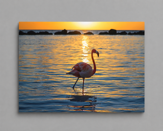 Flamingo wading in water at sunset with a warm glow