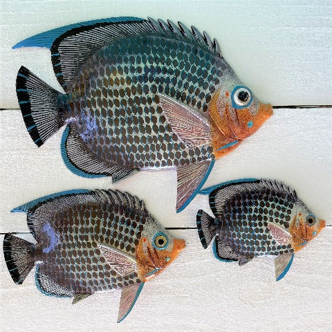 3pc Cherub Resin Tropical Fish Wall Decor Set by Caribbean Rays